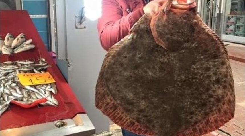 13 Kilo 200 Gramlık Kalkan Şaşırttı