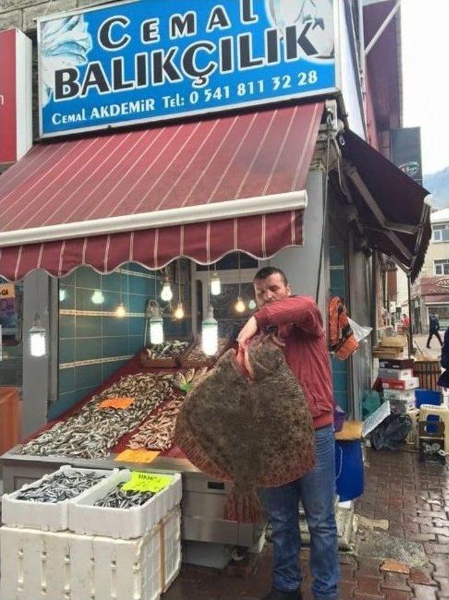 13 Kilo 200 Gramlık Kalkan Şaşırttı