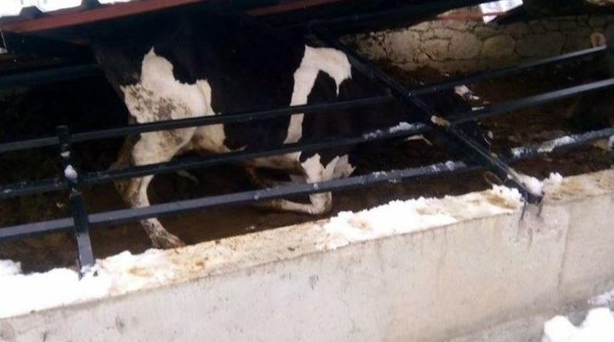 Karın Ağırlığına Dayanamayan Ahır &Ccedil;atısı &Ccedil;&ouml;kt&uuml;