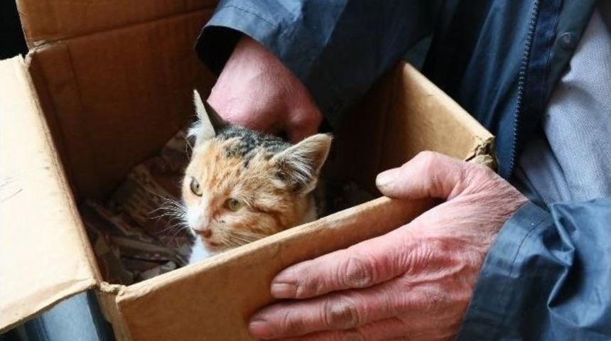 Ey&uuml;p Belediyesi, Yaralı Kediye Sahip &Ccedil;ıktı