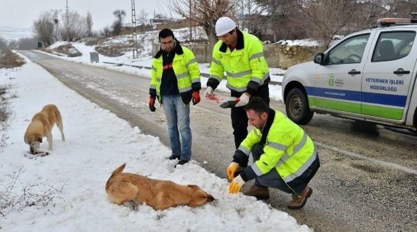Sokak Hayvanları Unutulmadı