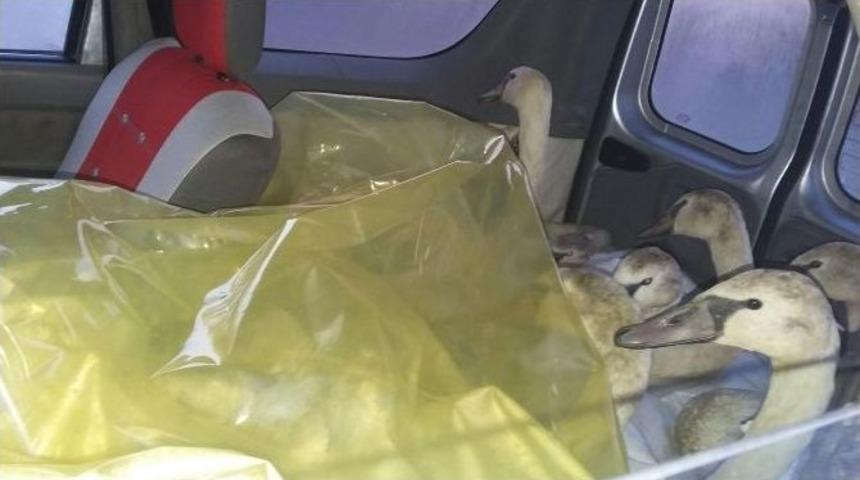 Sirklere Satılacak Kuğulara Jandarma Engel Oldu