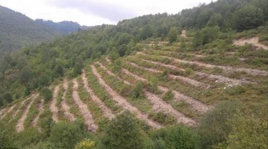 Ordu&rsquo;da 2.5 Milyon Fidan &Uuml;retildi