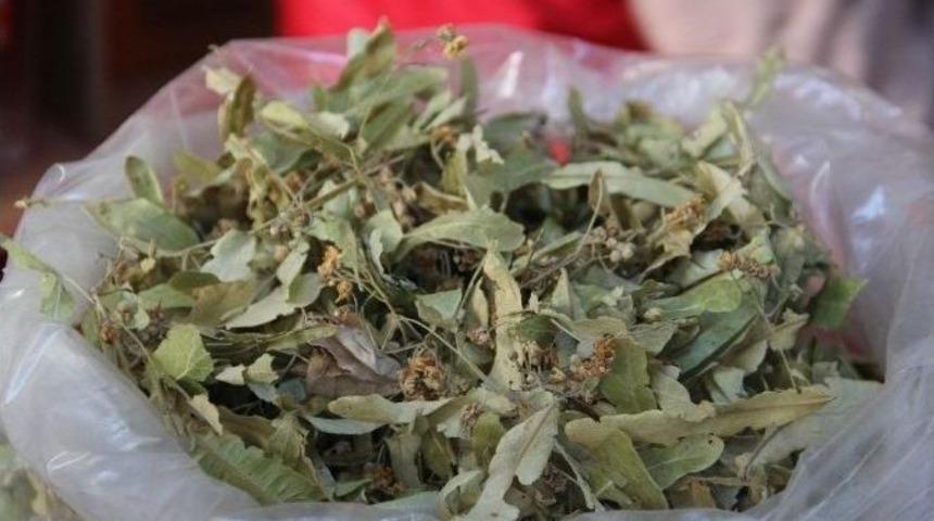 Ihlamur Cep Yakıyor