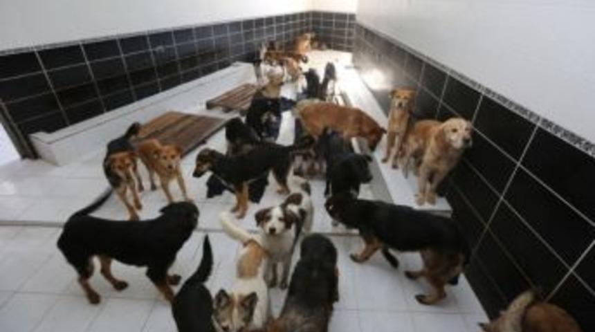 Sokak Hayvanları İ&ccedil;in N&ouml;bet Tutacaklar