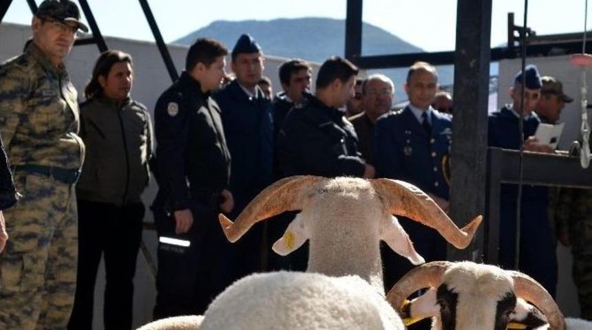 Dat&ccedil;a Polisi Ter&ouml;rle M&uuml;cadele Kahramanları İ&ccedil;in 30 Kurban Kesti