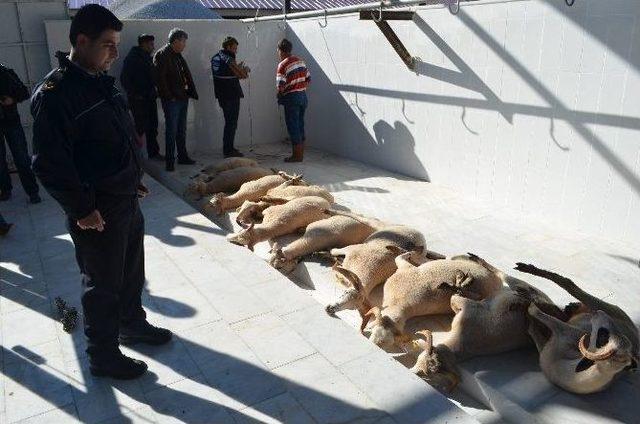 Datça Polisi Terörle Mücadele Kahramanları İçin 30 Kurban Kesti