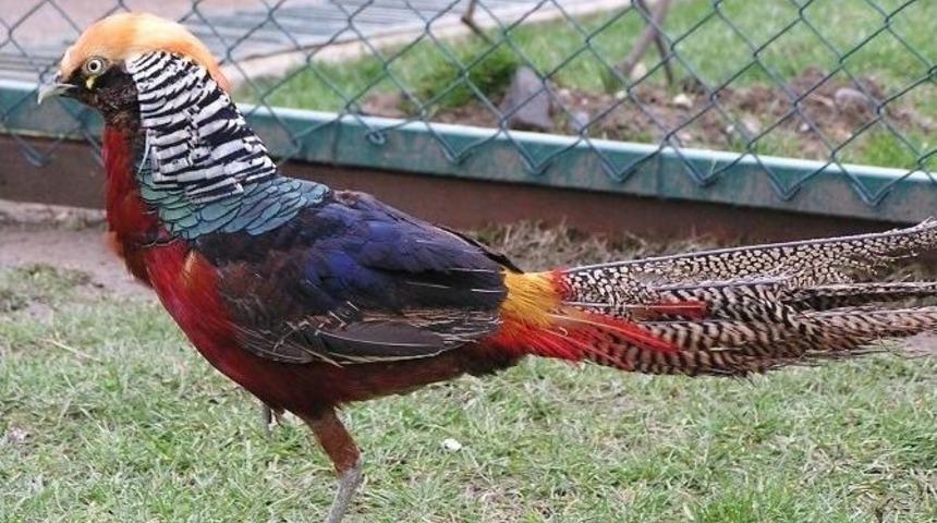 2015 Yılında Ka&ccedil;ak Avcılara 279 Bin 509 Lira İdari Para Cezası Uyguladı