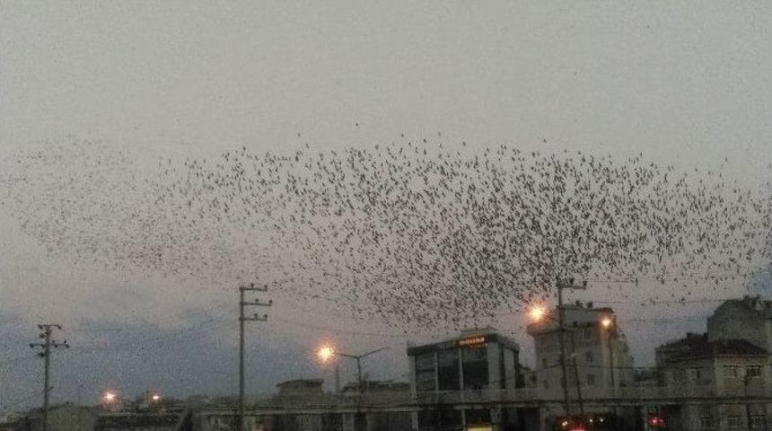 (&ouml;zel Haber) Sığırcık Kuşlarının G&ouml;ky&uuml;z&uuml;nde Sergilediği G&ouml;rsel Şov B&uuml;y&uuml;ledi