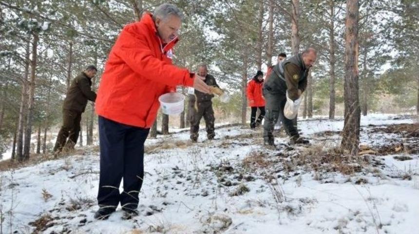Vali Kahraman, Sokak Ve Yaban Hayvanları İ&ccedil;in Doğaya Yem Bıraktı