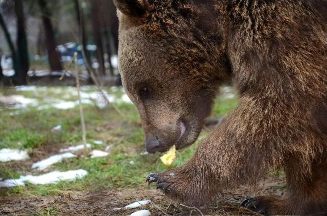 (&ouml;zel Haber) Yeşil&ccedil;am&rsquo;ın Dans&ccedil;ı Ayıları Kış Uykusunu Unuttu