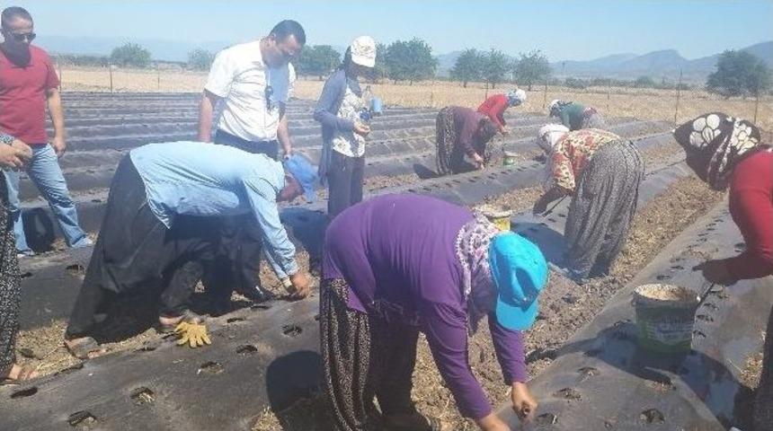 D&uuml;zi&ccedil;i Gıda Tarım Ve Hayvancılık M&uuml;d&uuml;rl&uuml;ğ&uuml;&rsquo;n&uuml;n 2015&rsquo;teki Faaliyetleri