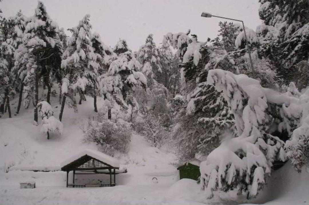 Yozgat&rsquo;ta Karın Ağırlığını Taşıyamayan Ağa&ccedil;lar Kırıldı