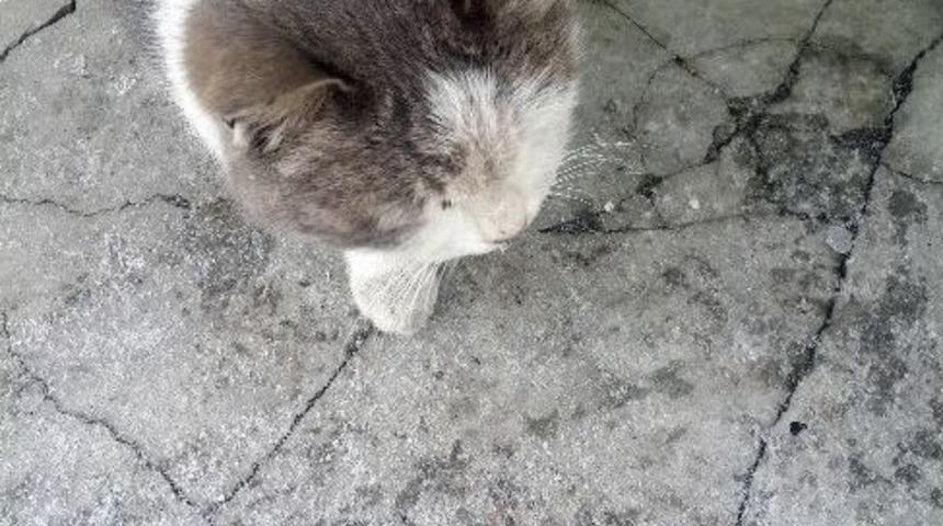 Olumsuz Hava Şartları Hayvanları Etkiliyor