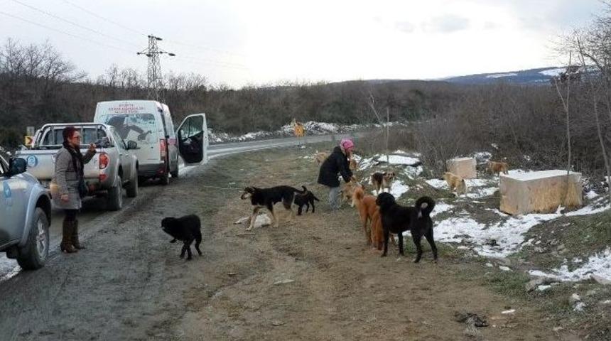 Sokak Hayvanları İçin Bir Araya Geldiler
