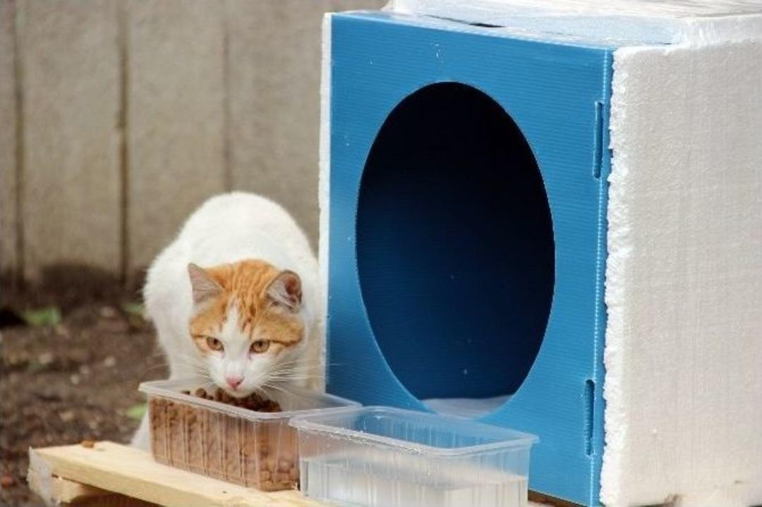 Sokak Hayvanlarını Unutmadılar