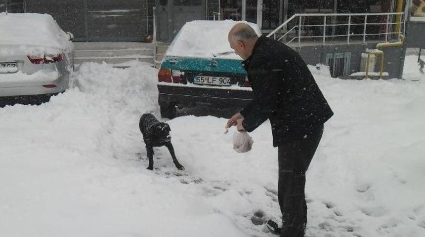 Canik&rsquo;te Sokak Hayvanları Unutulmadı