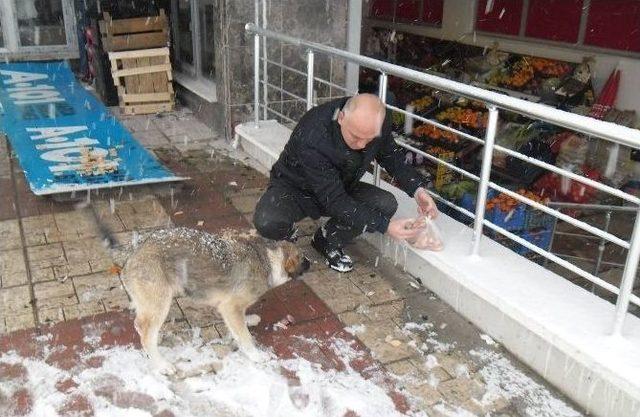 Canik’te Sokak Hayvanları Unutulmadı