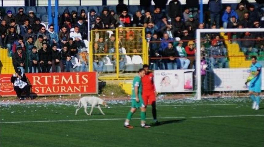 Futbolcu Sahaya Giren K&ouml;peği Kucağında Dışarı &Ccedil;ıkardı