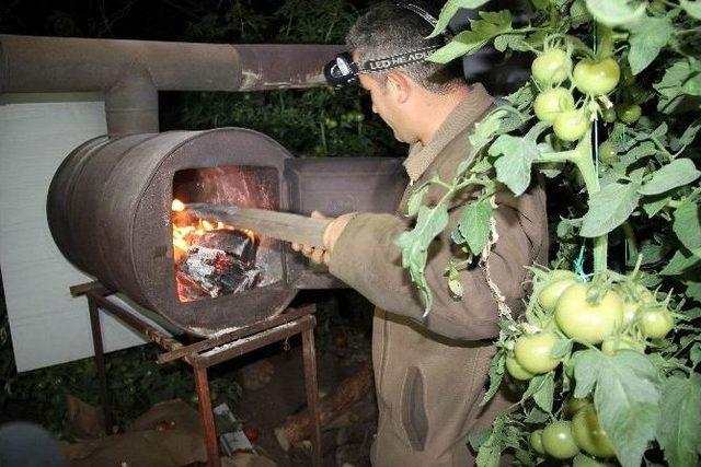 Fethiye’de Domates Üreticisinden Don Nöbeti