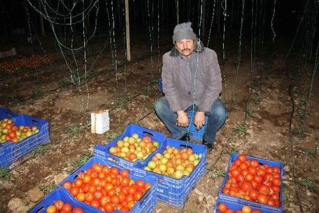 Fethiye’de Domates Üreticisinden Don Nöbeti