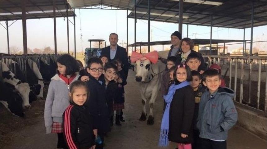 Eyşan İsimli İnek Eğitime Adandı