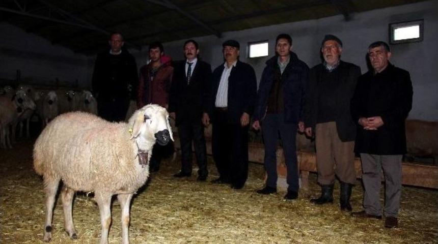 Yemde Kdv&rsquo;nin Y&uuml;zde 1&rsquo;e İndirilmesi Hayvancılıkla Uğraşan Vatandaşları Memnun Etti