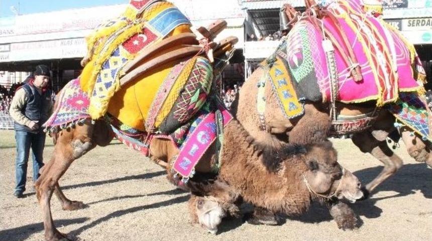 10. Geleneksel Kumluca Deve G&uuml;reşi Festivali Yapıldı