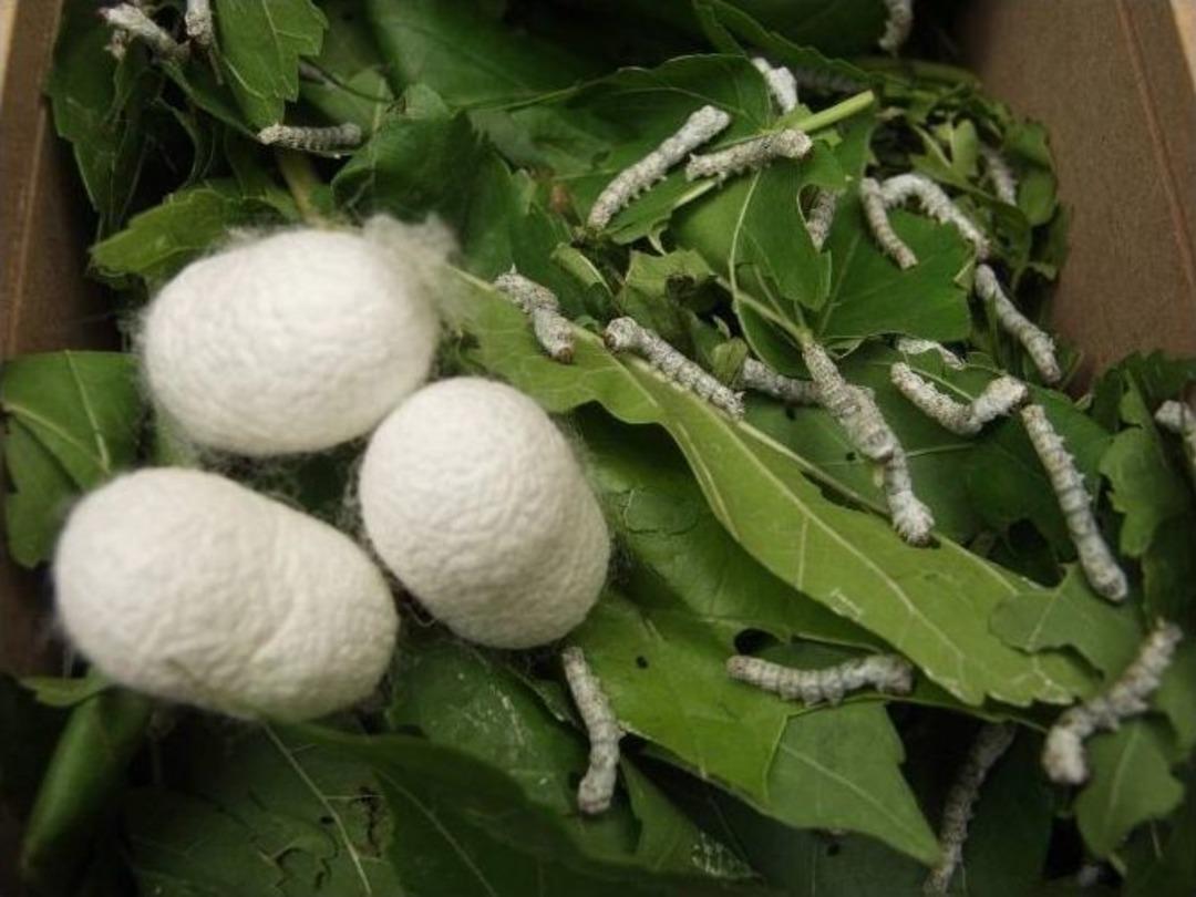 (&ouml;zel Haber) Bulunmaz Bursa Kumaşı Geri D&ouml;nd&uuml;