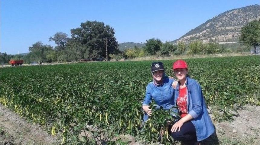 Danışmanlık Hizmeti &Ccedil;iftlik Mahallesinde