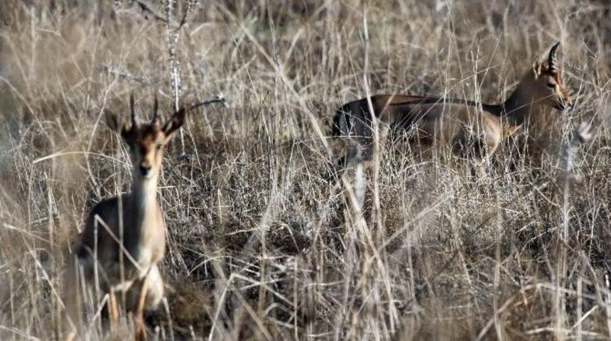Dağ Ceylanı Popülasyonu Yüzde 25 Arttı