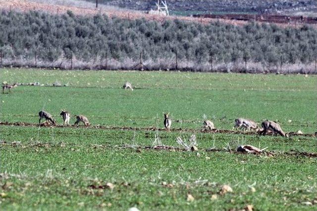 Dağ Ceylanı Popülasyonu Yüzde 25 Arttı