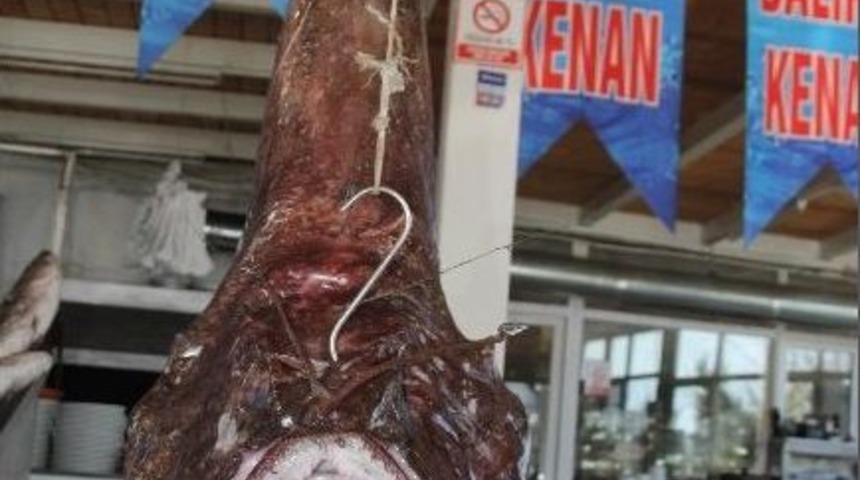 Ağlara Takılan Dev Fener Balıkları G&ouml;renleri Şaşkına &Ccedil;eviriyor