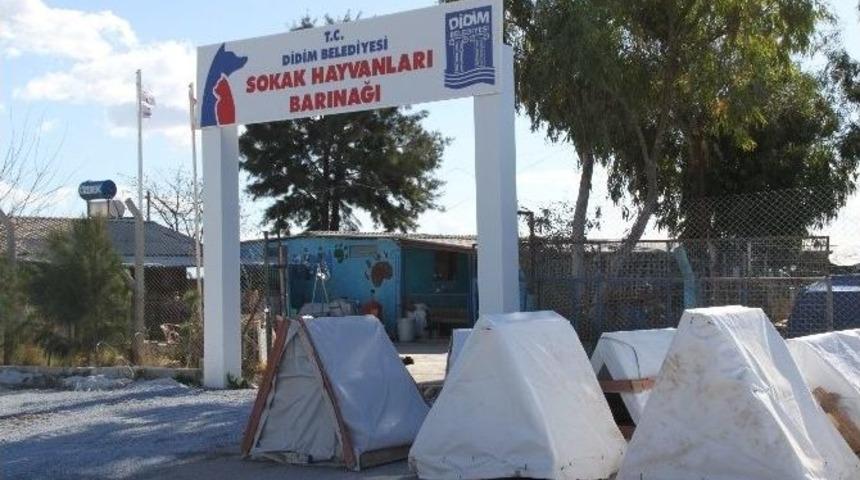 Didim Belediye Barınağından Sokak Hayvanları İ&ccedil;in Anlamlı &Ccedil;alışma