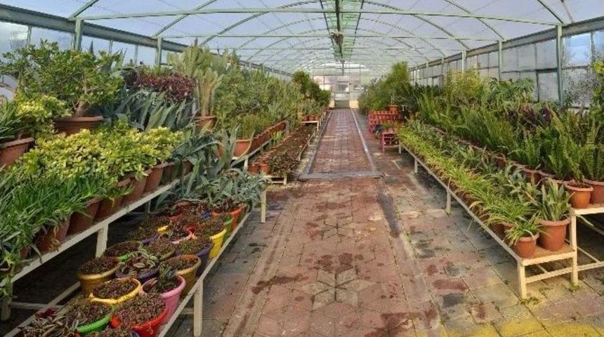 Tepebaşı Kendi &Ccedil;i&ccedil;eklerini &Uuml;retiyor