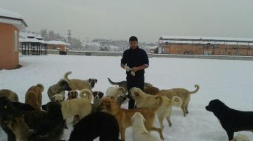 Kırıkkale&rsquo;de Sokak Hayvanları İ&ccedil;in Beslenme Noktaları Oluşturuldu