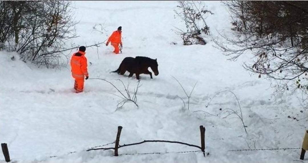 4 G&uuml;n Karda Mahsur Kalan Atı İtfaiye Kurtardı