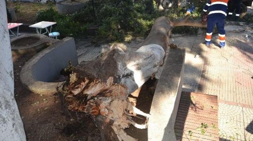 Devrilen Ağacın Altında Kalmaktan Son Anda Kurtuldu