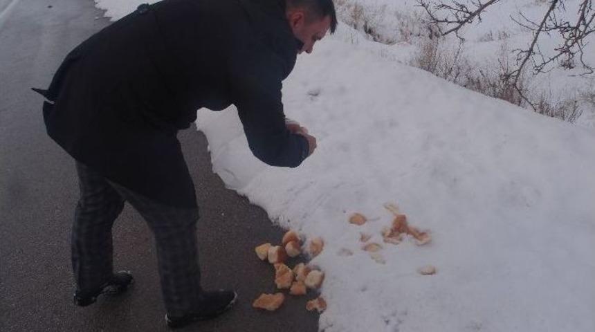 Sungurlu Belediyesi Sokak Hayvanlarını Unutmadı