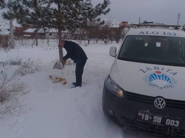 Sungurlu Belediyesi Sokak Hayvanlarını Unutmadı