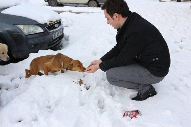 Sokak Hayvanlarına Mama Ve Ekmek Dağıtıldı