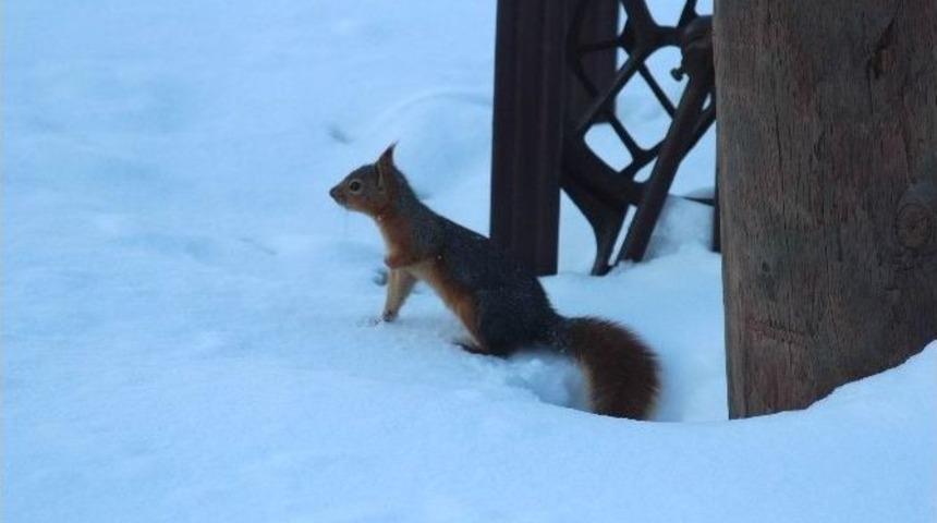 Yaka Manastır Tabiat Parkı&rsquo;ndaki Sincaplar İlgi &Ccedil;ekiyor