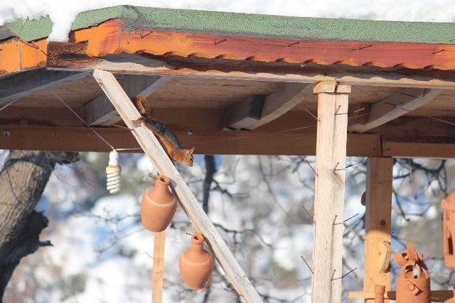Yaka Manastır Tabiat Parkı’ndaki Sincaplar İlgi Çekiyor