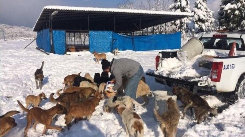 Alaplı Belediyesi Kış Ayında K&ouml;pekleri Unutmadı