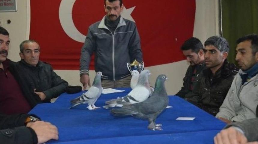 Malatya&rsquo;da G&uuml;vercin Yarışması Yapılacak