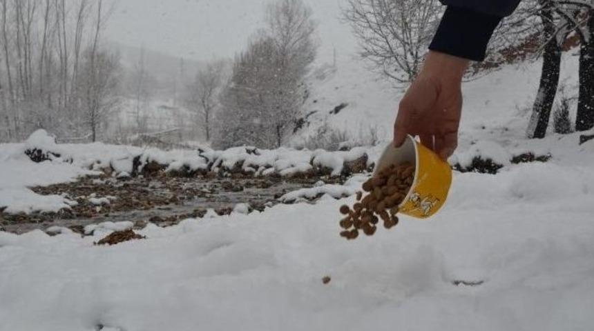 Hayvanlar İ&ccedil;in Doğaya Yem Bırakıldı