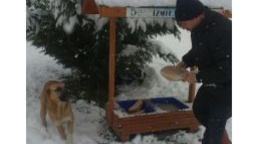 Zabıta, Sahipsiz Hayvanları Unutmadı