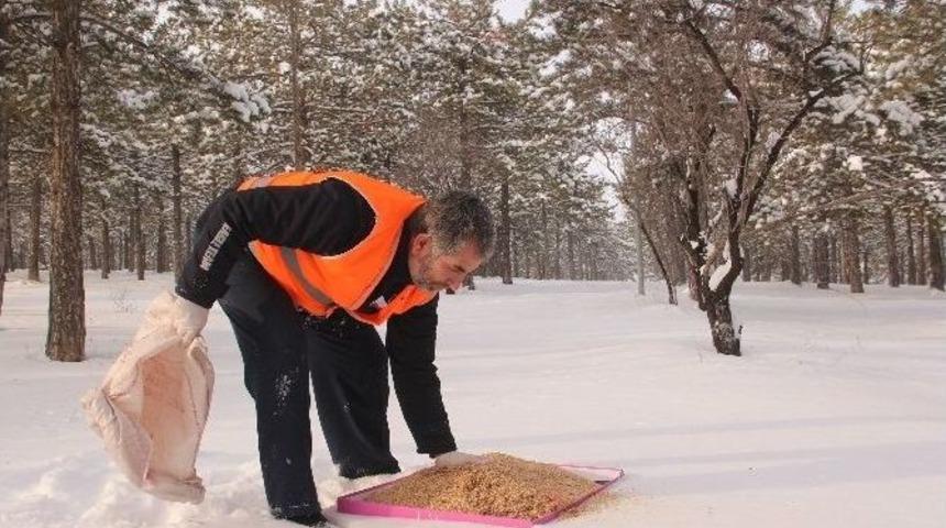 Elazığ&rsquo;da Kuşlar İ&ccedil;in 1 Ton Yem Bırakıldı