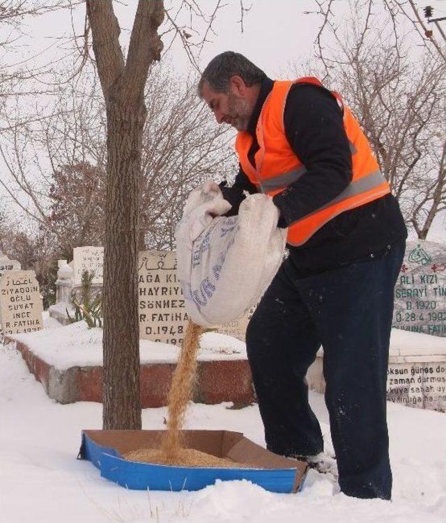 Elazığ’da Kuşlar İçin 1 Ton Yem Bırakıldı