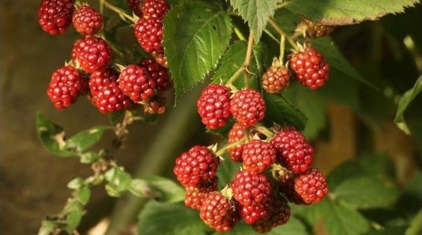 Uzmanından Bitki &Ccedil;ayı Demlemenin P&uuml;f Noktaları